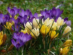 colored crocuses in the green grass