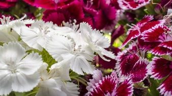 Ornamental dianthus barbatus plants