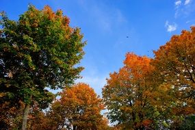 autumn trees golden sky view