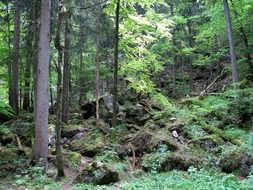 Christine pollatschlucht forest