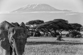 monochrome picture of big wild elephant in kilimanjaro