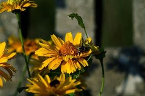 insect bee village