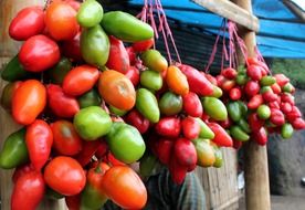 hanging tomatoes on ropes