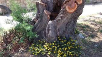 tree in a tree with stumps