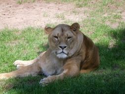 relaxed lion laying in serengeti zoo