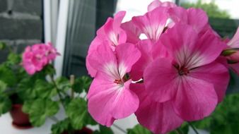 incredibly beautiful gartenia flowers