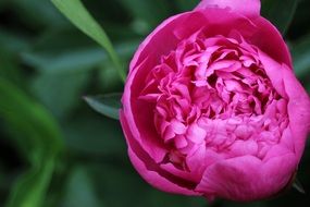peony pink blossom bloom flower