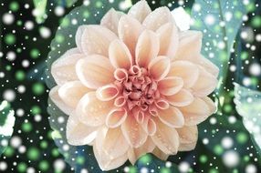 gorgeous dahlia flower