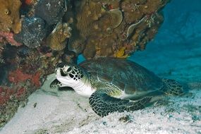 turtle on the ocean floor