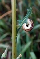 snail on a green plant close up