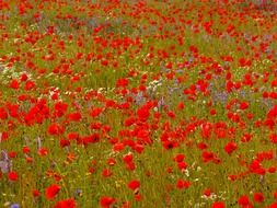 wild field of red poppies and cornflowers