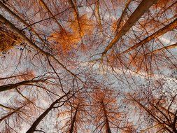 view from the bottom of the autumnal forest