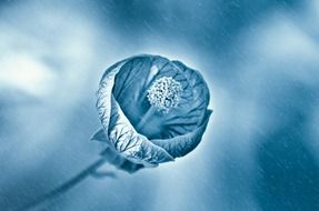 wet flower with rain drops