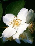 summer jasmine