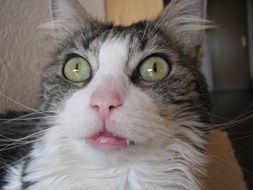 Norwegian forest cat with green eyes close-up