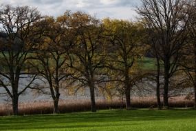 Old oaks on avenue