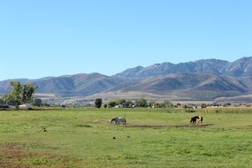 cows on a green pasture on a farm