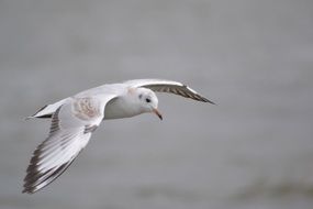 the seagull soars above the water