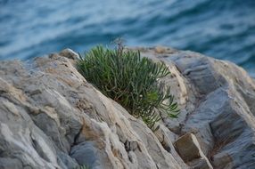 Green plants on sea rock