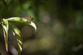 red dragonfly on the tree leaf close-up on blurred background