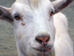 portrait of a white goat on a farm