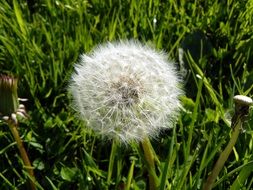 lush dandelion on green grass close up on a sunny day