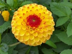 Red and orange dahlia flower