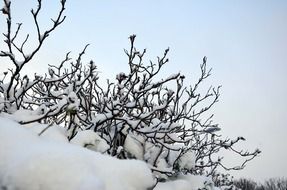 bushes in the snow in a winter landscape