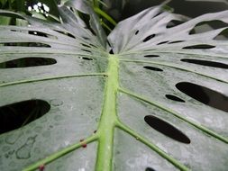 green leaf in the holes