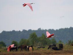 flying pink flamingos