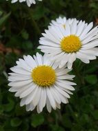 Yellow and white daisies