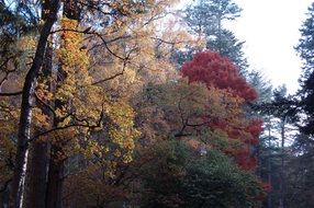 forest in colorful colors of autumn