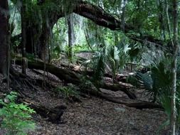 green trees in the jungle