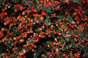 red berries among green foliage on a bush