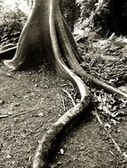 roots of a big tree in a rainforest