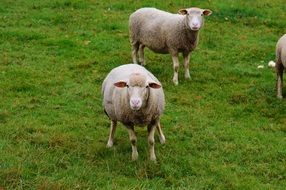 sheep pasture