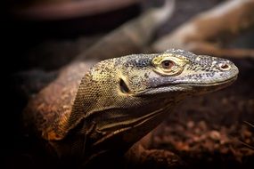 macro photo of head of exotic reptile in nature