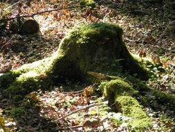 green moss on the stump in the forest