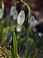delightful beauty spring garden flower