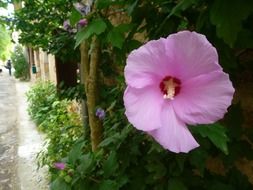 pink bud in the alley