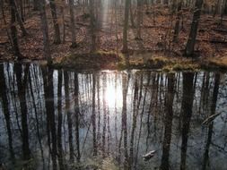 picture of the lake in a forest