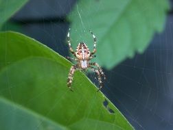 spider among green leaves close-up