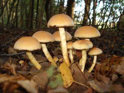 cluster of toxic mushrooms
