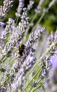 insect on a lavender flower