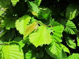 shrub of european hornbeam
