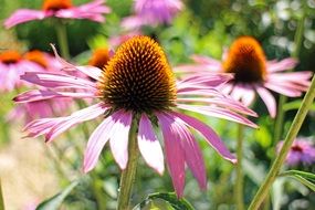 purple coneflower cute petals