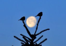 Mountain Bluebirds And Moon