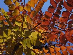 red and yellow leaves on an autumn tree