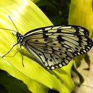 butterfly on a bright green plant close-up on blurred background