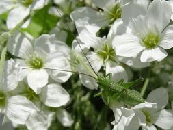 green grasshopper on snow-white flowers close-up